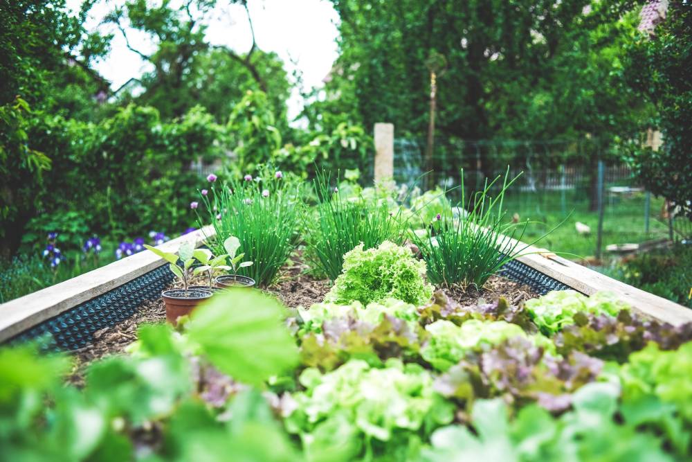 Image Startklar für den Frühling: 5 Vorbereitungen für deinen Heimgarten im Januar